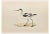 Alexander Francis Lydon, Avocet, Woodcut Print, 1870 For Sale