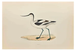 Alexander Francis Lydon, Avocet, Woodcut Print, 1870