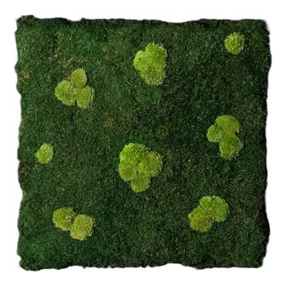 Flat Moss Stabilized Dehydrated Vegetable Wall with Pole Moss from VGnewtrend For Sale