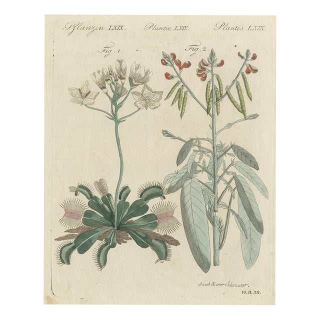 Bertuch, Venus Flytrap Carnivorous Plant, 1805, Print For Sale