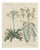 Bertuch, Venus Flytrap Carnivorous Plant, 1805, Print For Sale