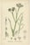 After Sowerby, English Botanical Plates of Hares-ear & Water Dropwort, 1902, Prints, Set of 4 For Sale - Image 5 of 10