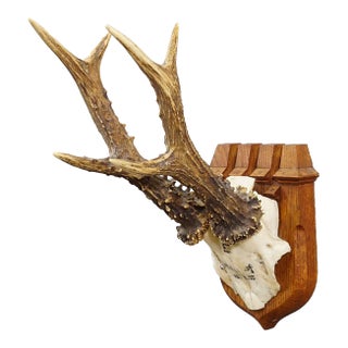 Red Deer Trophy on Wooden Plaque, by Philip Ernst, Prince of Thurn and Taxis, 1955 For Sale