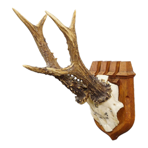 Red Deer Trophy on Wooden Plaque, by Philip Ernst, Prince of Thurn and Taxis, 1955