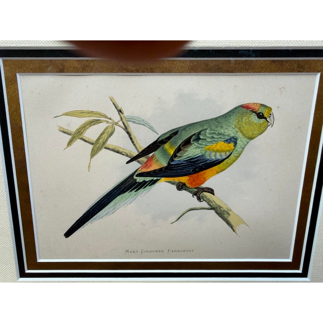Antique Color Woodblock Prints From w.t. Greene’s “Parrots in Captivity” with Frame Matte and Validation From the Trowbridge Gallery - Set of 2 For Sale In Milwaukee - Image 6 of 9