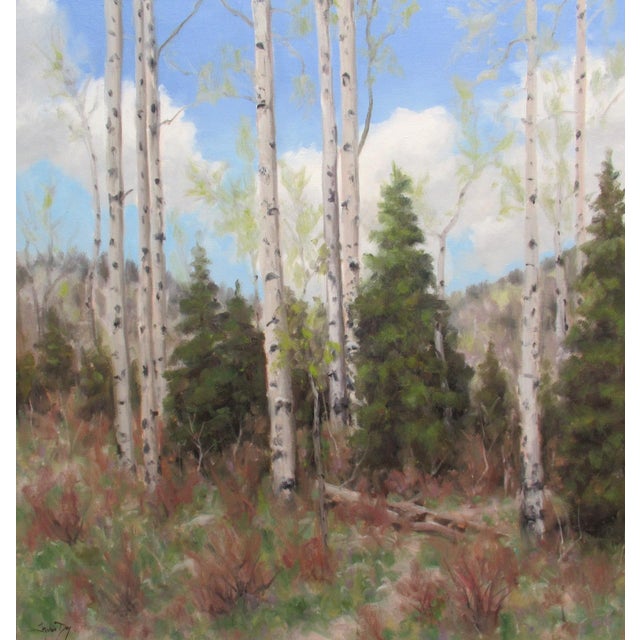 Spring Aspen by Stephen Day | Oil Painting of aspen trees in a forest setting For Sale