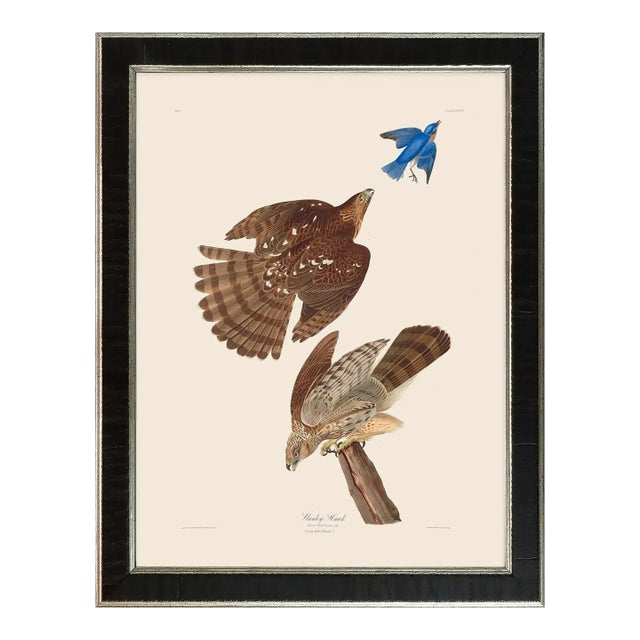 Stanley Hawk Duchess Edition, After Audubon Reproduction Print, Framed For Sale