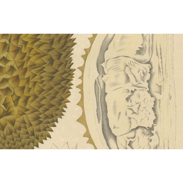 Sheep van Nooten, Durian Botanical, 1880, Chromolithograph For Sale - Image 4 of 10