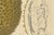 Sheep van Nooten, Durian Botanical, 1880, Chromolithograph For Sale - Image 4 of 10