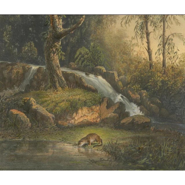 Wild Landscape with Waterfall and Jungle Life on Java, 1872, Lithograph on Paper For Sale - Image 3 of 10