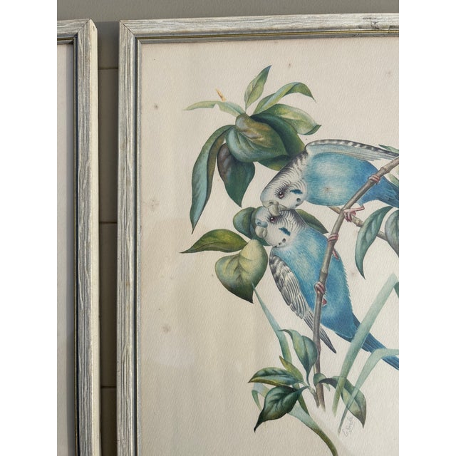 Collection of 4 Parakeet / Budgies Framed Prints by Artist E. Serton For Sale - Image 9 of 9