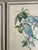 Collection of 4 Parakeet / Budgies Framed Prints by Artist E. Serton For Sale - Image 9 of 9