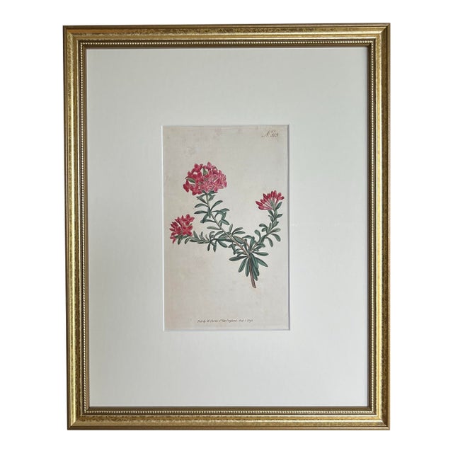 Antique Original Hand Colored Curtis Floral Botanical Etching For Sale