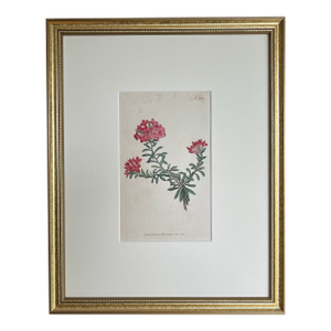 Antique Original Hand Colored Curtis Floral Botanical Etching