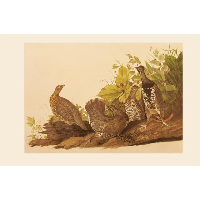 A stunning extra large vintage Cottage Style reproduction of the original lithographic print of Spruce Grouse After John...