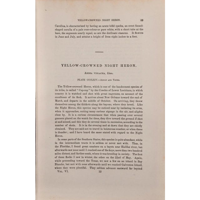 Audubon Night Heron Birds: An Original 19th C. Audubon Hand-Colored Bird Lithograph, 1870 For Sale In San Francisco - Image 6 of 6