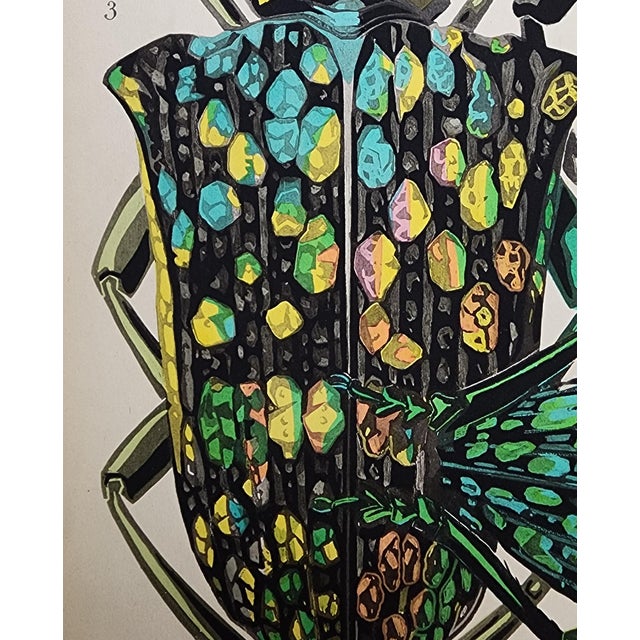 Original Seguy Insect From 1924 Antique Pochoir Plate #14 For Sale In Atlanta - Image 6 of 12