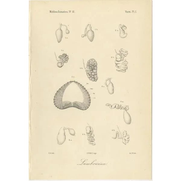 Antique Scientific Plates of Leeches, Worms, Spiders & Microscopic Anatomy, 1887, Set of 4 For Sale - Image 5 of 10
