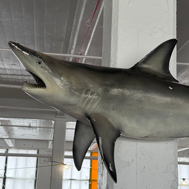 Mid-Century Modern Mid 20th Century Life-Sized Fiberglass Mako Shark Display Mount For Sale - Image 3 of 8