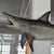 Mid-Century Modern Mid 20th Century Life-Sized Fiberglass Mako Shark Display Mount For Sale - Image 3 of 8