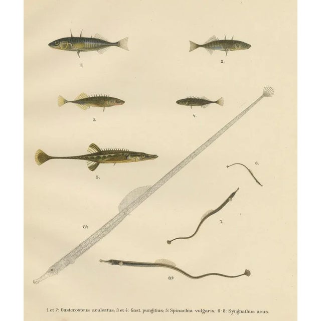 Blue Sticklebacks and Pipefish, 1895, Print For Sale - Image 8 of 10
