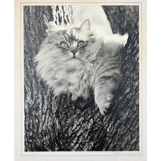 1940s Paul Dunckhorst "Oscar" Original Black & White Photograph c.1943 – Exhibited at the Fourth Annual North American Salon For Sale - Image 5 of 7
