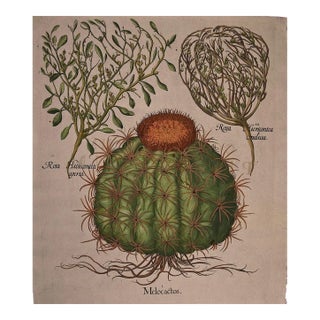 Basilius Besler Cactus & Rose of Jericho Plants: A Besler Hand-colored Botanical Engraving, 1713 For Sale
