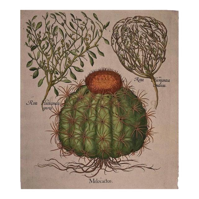 Basilius Besler Cactus & Rose of Jericho Plants: A Besler Hand-colored Botanical Engraving, 1713 For Sale