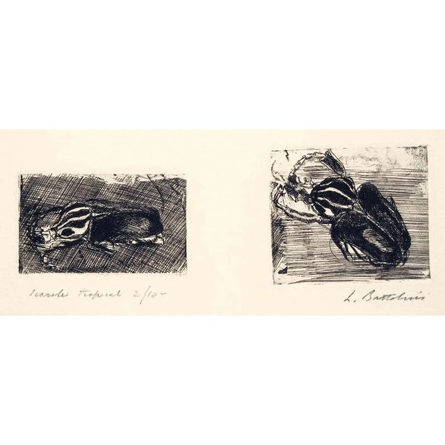 Scarabei Tropicali - Etching by Luigi Bartolini - 1930 1930 For Sale