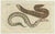Moray and Sea Lamprey and Electric Eel, 1832, Paper, Set of 3 For Sale - Image 3 of 7