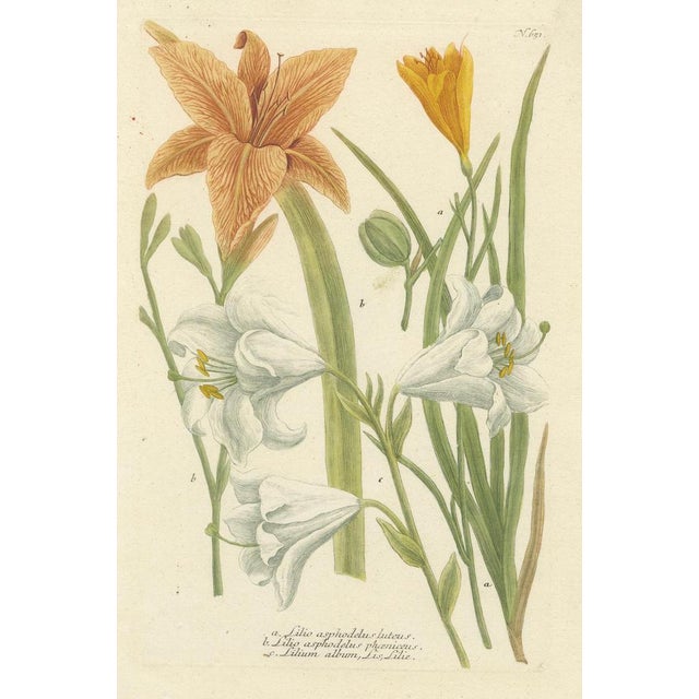 Artist or Maker: Johann Wilhelm Weinmann Title: "Lilio asphodelus luteus. Lilio asphodelus phoeniceus. Lilium album"...
