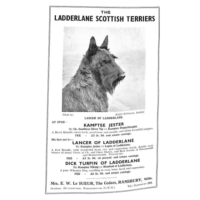 "The Scottish Terrier: Its Breeding and Management" 1938 Gabriel, Dorothy For Sale In New York - Image 6 of 7
