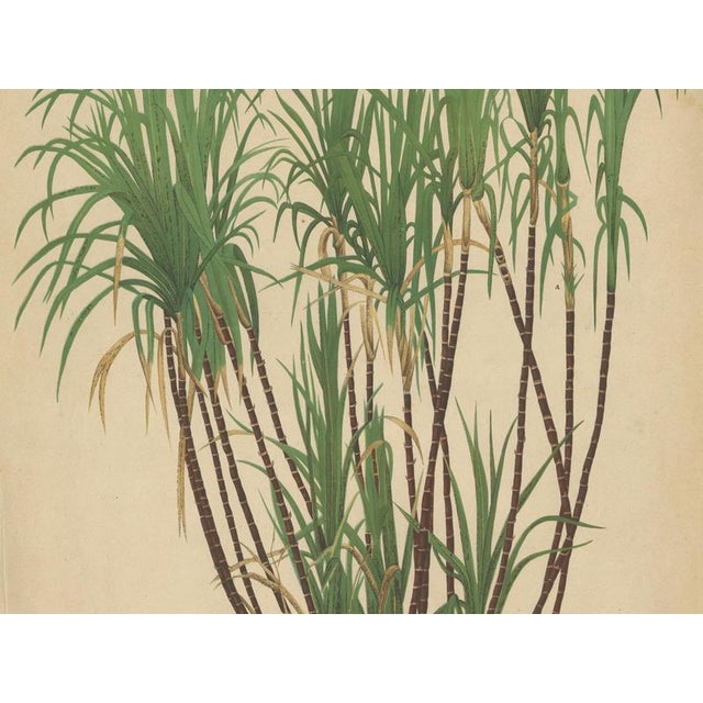 Teboe Goela Java, 1892, Paper For Sale - Image 6 of 11