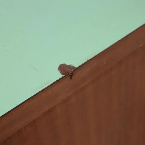 Vintage Laminate and Teak Veneer Cupboard, Italy, 1960s For Sale - Image 9 of 12