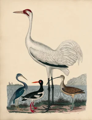 Alexander Wilson Whooping Crane and Shore Birds Print