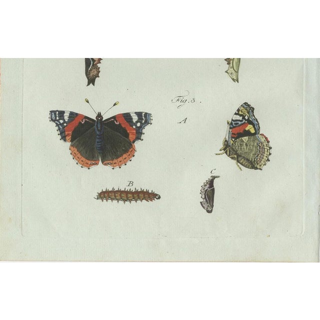 Bertuch, Peacock and Red Admiral Butterflies, 1800, Engraving For Sale - Image 6 of 10