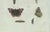 Bertuch, Peacock and Red Admiral Butterflies, 1800, Engraving For Sale - Image 6 of 10