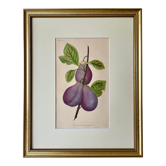 Original Antique English Fruit Botanical Print of Plums by Brookshaw C.1820 For Sale