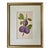 Original Antique English Fruit Botanical Print of Plums by Brookshaw C.1820 For Sale
