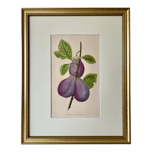 Original Antique English Fruit Botanical Print of Plums by Brookshaw C.1820