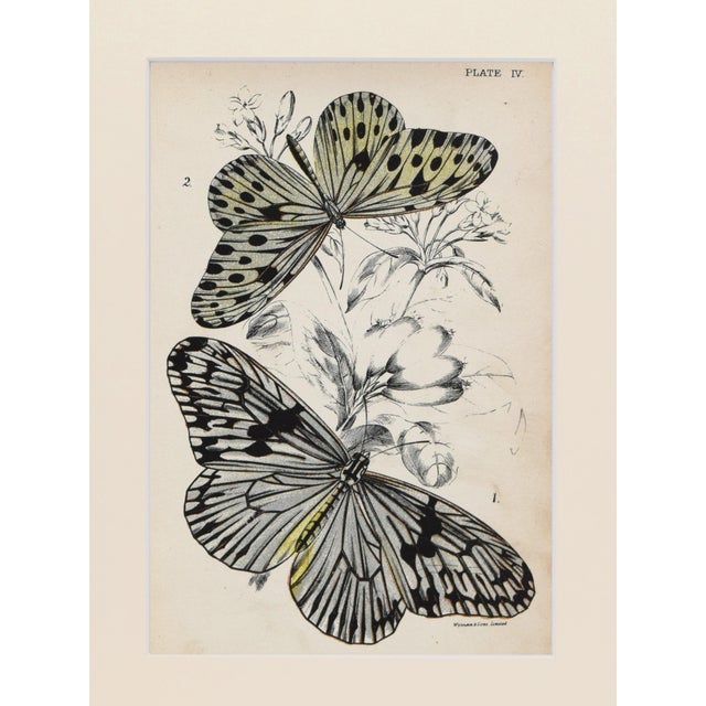 Chinoiserie 19th Century Antique English Butterfly Print 1897 For Sale - Image 3 of 4