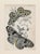 Chinoiserie 19th Century Antique English Butterfly Print 1897 For Sale - Image 3 of 4