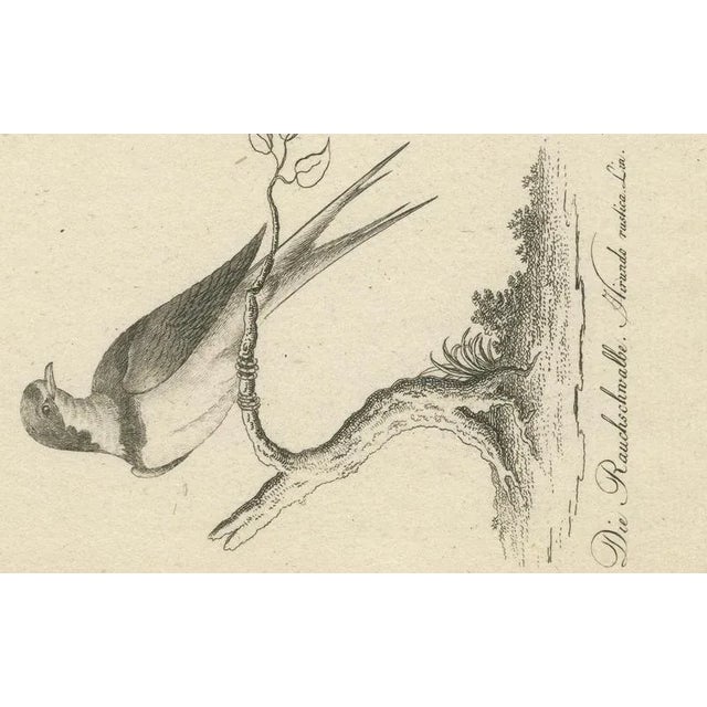 A Babirusa and a Swallow, 1800, Paper For Sale - Image 4 of 9