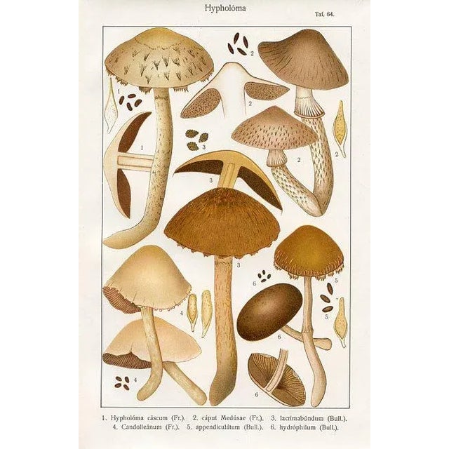 Illustration 1915, Woodlover Mushroom Print, Original Lithograph, Germany For Sale - Image 3 of 3