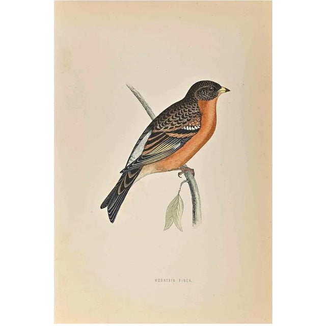 Mountain Finch is a modern artwork realized in 1870 by the British artist Alexander Francis Lydon (1836-1917) . Woodcut...