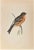 Mountain Finch is a modern artwork realized in 1870 by the British artist Alexander Francis Lydon (1836-1917) . Woodcut...