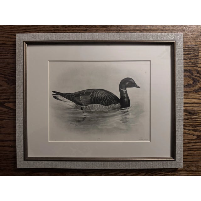 Early 1900's Antique Bird Etchings by Lillian Medland (British, 1880-1955) - Set of 8 Framed For Sale - Image 4 of 11
