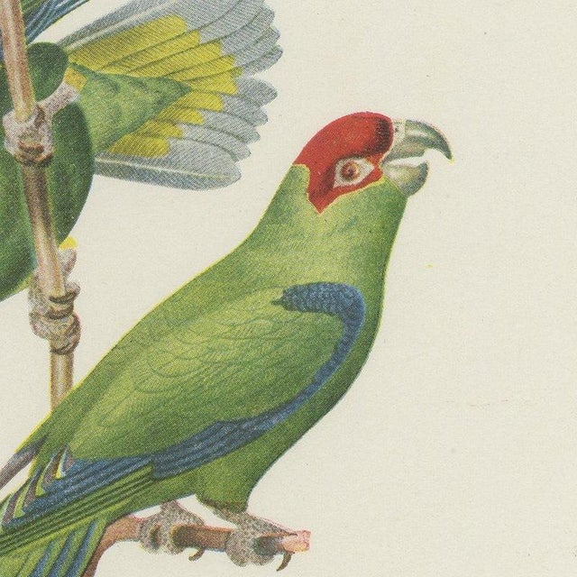 1940s After Descourtilz, Parrotlets and Small Parrots, 1944, Paper For Sale - Image 5 of 12