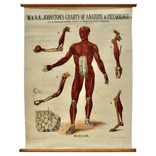 Large University Anatomical Muscles Chart by Turner, 1920s For Sale