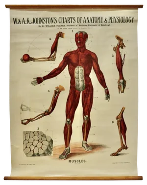 Large University Anatomical Muscles Chart by Turner, 1920s
